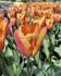 TULIPA TRIUMPH APRICOT FOXX 12 CM. 100 LOOSE P.BINBOX