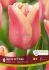 TULIPA TRIUMPH APRICOT FOXX 12 CM. 15 QUALITY PKGS.X 6