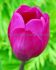 TULIPA TRIUMPH BLUE BEAUTY 12 CM. 15 QUALITY PKGS.X 6