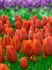 TULIPA TRIUMPH BOURBON STREET 12 CM. 15 QUALITY PKGS.X 6