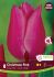 TULIPA TRIUMPH CHRISTMAS PINK 12 CM. 15 QUALITY PKGS.X 6