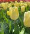 TULIPA TRIUMPH CREME FLAG 12 CM. 15 QUALITY PKGS.X 6