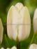 TULIPA TRIUMPH CREME FLAG 12 CM. 15 QUALITY PKGS.X 6