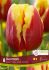 TULIPA TRIUMPH DENMARK 12 CM. 15 QUALITY PKGS.X 6