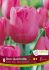 TULIPA TRIUMPH DON QUICHOTTE 12 CM. 15 QUALITY PKGS.X 6