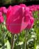 TULIPA TRIUMPH DON QUICHOTTE 12 CM. 15 QUALITY PKGS.X 6