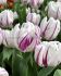 TULIPA TRIUMPH FLAMING FLAG 12 CM. 100 LOOSE P.BINBOX