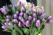 TULIPA TRIUMPH FLAMING FLAG 12 CM. 15 QUALITY PKGS.X 6