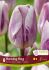 TULIPA TRIUMPH FLAMING FLAG 12 CM. 15 QUALITY PKGS.X 6