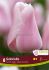 TULIPA TRIUMPH GABRIELLA 12 CM. 15 QUALITY PKGS.X 6