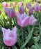 TULIPA TRIUMPH GABRIELLA 12 CM. 15 QUALITY PKGS.X 6