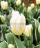 TULIPA TRIUMPH HAPPY PEOPLE 12 CM. 100 LOOSE P.BINBOX