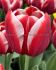 TULIPA TRIUMPH HOLLAND AMERICA 12 CM. 100 LOOSE P.BINBOX