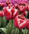 TULIPA TRIUMPH HOLLAND AMERICA 12 CM. 100 LOOSE P.BINBOX