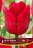 TULIPA TRIUMPH ILE DE FRANCE 12 CM. 15 QUALITY PKGS.X 6