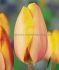 TULIPA TRIUMPH INDIAN SUMMER 12 CM. 100 LOOSE P.BINBOX