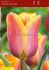 TULIPA TRIUMPH INDIAN SUMMER 12 CM. 100 LOOSE P.BINBOX