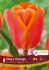 TULIPA TRIUMPH KINGS ORANGE 12 CM. 15 QUALITY PKGS.X 6