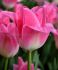 TULIPA TRIUMPH MEMPHIS 12 CM. 15 QUALITY PKGS.X 6