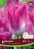 TULIPA TRIUMPH MEMPHIS 12 CM. 15 QUALITY PKGS.X 6