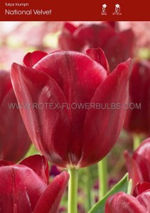 TULIPA TRIUMPH ‘NATIONAL VELVET‘ 12/+ CM. (15 QUALITY PKGS.X 6)