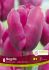 TULIPA TRIUMPH NEGRITA 12 CM. 15 QUALITY PKGS.X 6