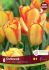 TULIPA TRIUMPH OUTBREAK 12 CM. 15 QUALITY PKGS.X 6