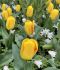 TULIPA TRIUMPH OUTBREAK 12 CM. 15 QUALITY PKGS.X 6