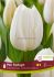 TULIPA TRIUMPH PIM FORTUYN 12 CM. 15 QUALITY PKGS.X 6