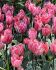 TULIPA TRIUMPH PRETTY PRINCESS 12 CM. 100 LOOSE P.BINBOX