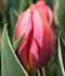 TULIPA TRIUMPH PRETTY PRINCESS 12 CM. 100 LOOSE P.BINBOX