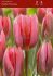 TULIPA TRIUMPH PRETTY PRINCESS 12 CM. 100 LOOSE P.BINBOX