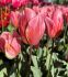 TULIPA TRIUMPH PRETTY PRINCESS 12 CM. 100 LOOSE P.BINBOX