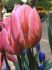 TULIPA TRIUMPH PRETTY PRINCESS 12 CM. 15 QUALITY PKGS.X 6