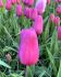 TULIPA TRIUMPH PURPLE RAVEN 12 CM. 100 LOOSE P.BINBOX