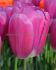 TULIPA TRIUMPH PURPLE RAVEN 12 CM. 100 LOOSE P.BINBOX