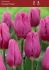 TULIPA TRIUMPH PURPLE RAVEN 12 CM. 100 LOOSE P.BINBOX