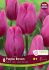 TULIPA TRIUMPH PURPLE RAVEN 12 CM. 15 QUALITY PKGS.X 6