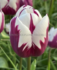 TULIPA TRIUMPH ‘REMS FAVOURITE‘ 12/+ CM. (100 LOOSE P.BINBOX)