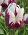 TULIPA TRIUMPH REMS FAVOURITE 12 CM. 100 LOOSE P.BINBOX