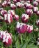 TULIPA TRIUMPH REMS FAVOURITE 12 CM. 100 LOOSE P.BINBOX