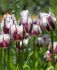 TULIPA TRIUMPH REMS FAVOURITE 12 CM. 100 LOOSE P.BINBOX