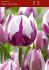 TULIPA TRIUMPH REMS FAVOURITE 12 CM. 100 LOOSE P.BINBOX