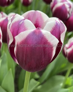 TULIPA TRIUMPH ‘RIMINI‘ 12/+ CM. (15 QUALITY PKGS.X 6)