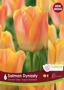 TULIPA TRIUMPH ‘SALMON DYNASTY‘ 12/+ CM. (15 QUALITY PKGS.X 6)