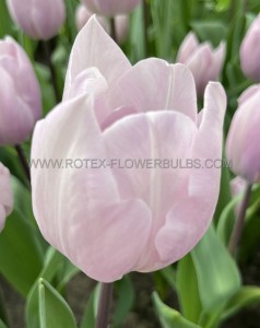 TULIPA TRIUMPH ‘SILVER CLOUD‘ 12/+ CM. (100 LOOSE P.BINBOX)