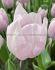 TULIPA TRIUMPH SILVER CLOUD 12 CM. 100 LOOSE P.BINBOX