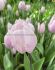 TULIPA TRIUMPH SILVER CLOUD 12 CM. 100 LOOSE P.BINBOX