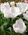 TULIPA TRIUMPH SILVER CLOUD 12 CM. 100 LOOSE P.BINBOX