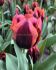 TULIPA TRIUMPH SLAWA 12 CM. 100 LOOSE P.BINBOX